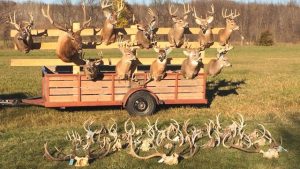 28-seized-deer-mounts