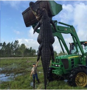 800-pound-gator-killed-in-florida