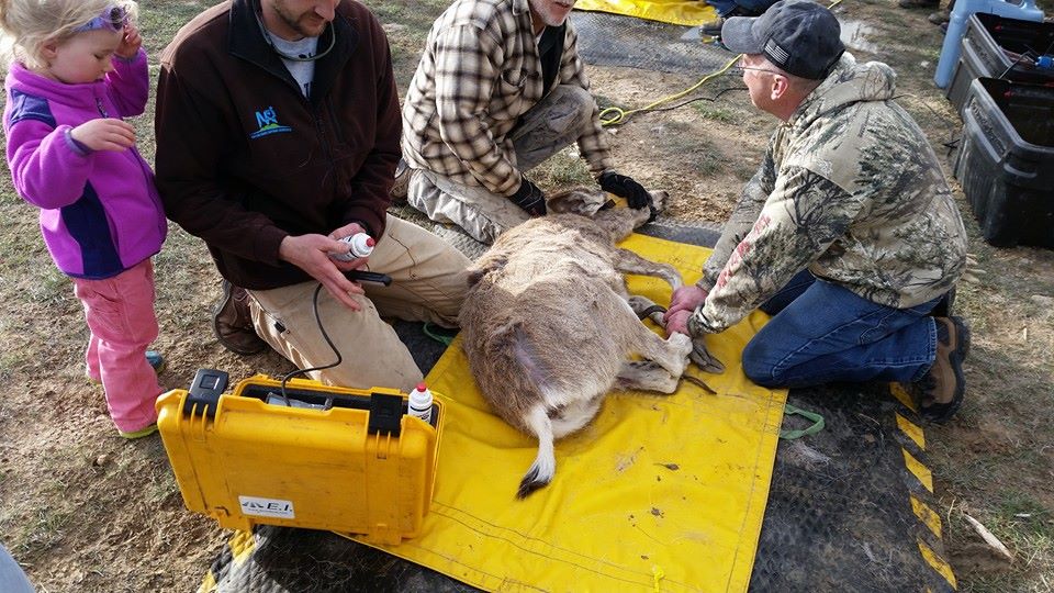 D.E.E.R.-project-collaring-wyoming