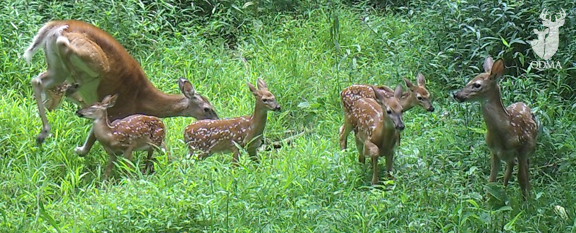 doe-6-fawns-QDMA