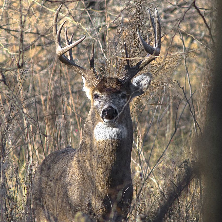 Whitetail_Deer-arkansas