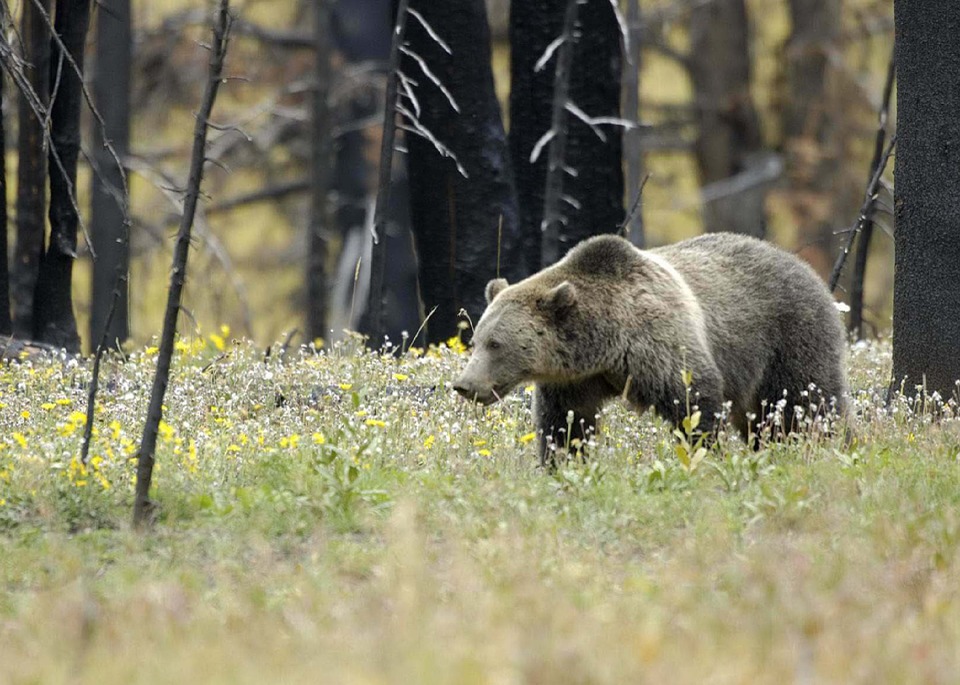 alaska-grizzly-bear