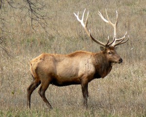 alberta-elk