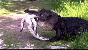 alligator-consuming-another-alligator-florida