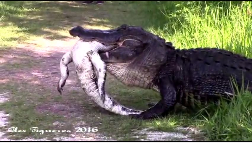 alligator-consuming-another-alligator-florida