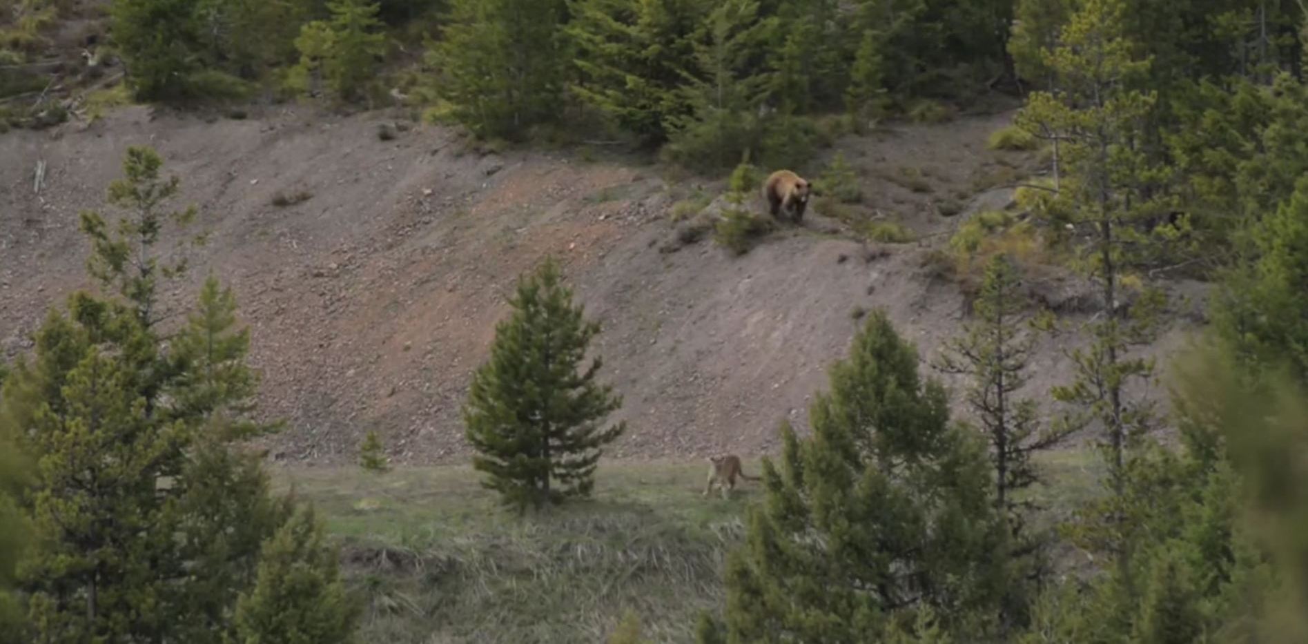 bear-chases-mountain-lion-montana