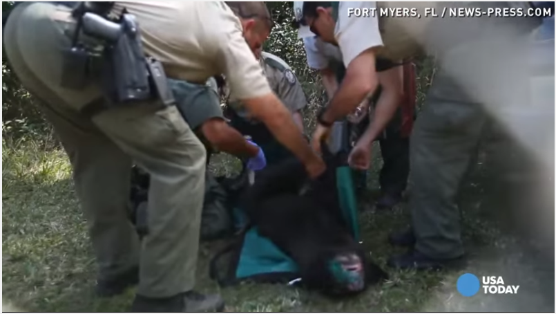 bear-removed-from-florida-school