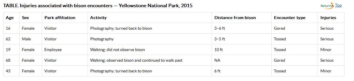 bison-attacks-yellowstone-park-2015