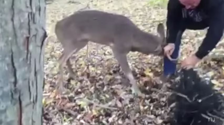 deer-caught-in-net-rescue