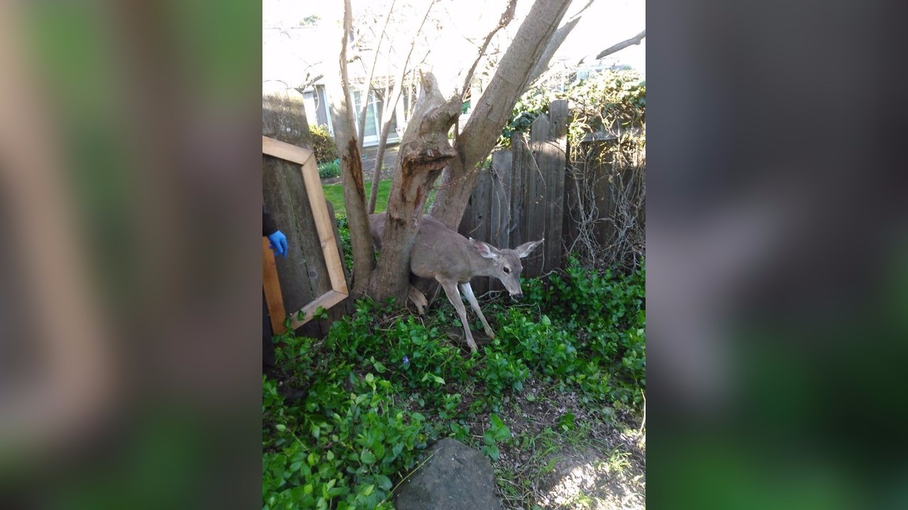 deer-struck-in-tree-ashland-oregon