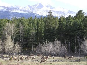 elk-alberta-canada