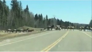 elk-crossing-saskatchewan-highway