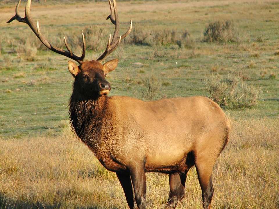 elk-reintroduced-to-wisconsin