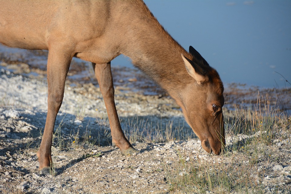 female-elk-colorado