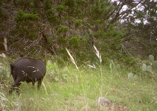 feral-hog-approaching-turkey-nest