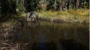grizzly-bathing-inbear-bathtub-wyoming