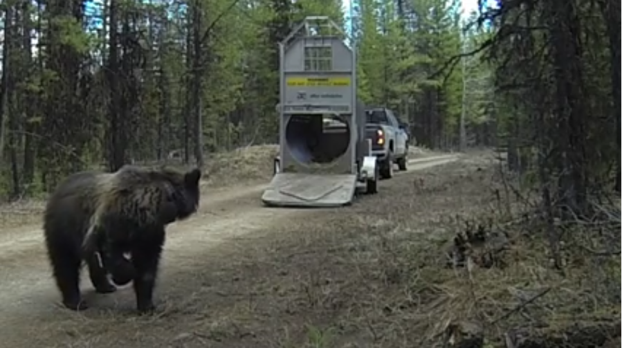 grizzly-bear-release-montana