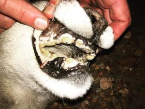 jim-shockeys-toothless-patagonia-puma