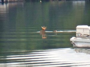 large-buck-swimming-with-pontoon-in-pursuit