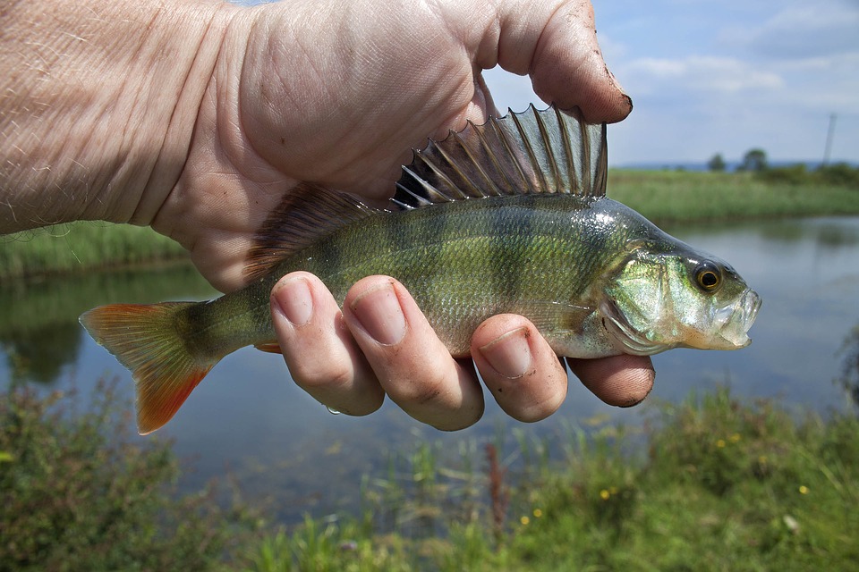 man-fishing-small-fish