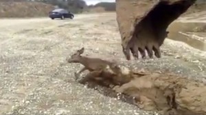 man-resuces-black-tail-deer-with-excavator