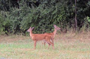 missouri-chronic-wasting-disease-in-deer