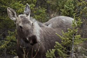 moose-calf-alaska