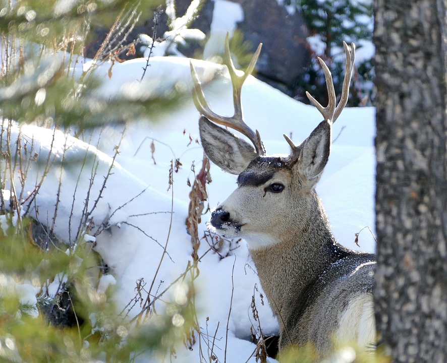 mule-deer-north-dakota