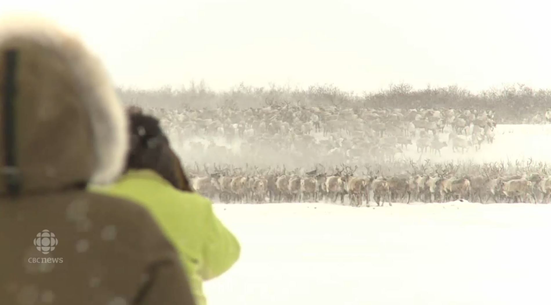 reindeer-crossing-northwest-territories