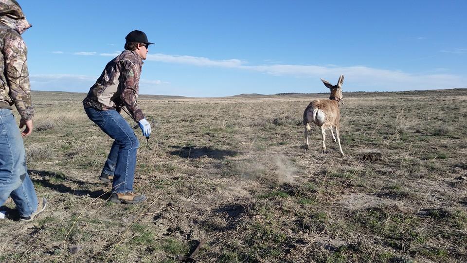 releasing-collared-mule-deer