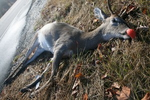 roadkill-deer-wisconsin