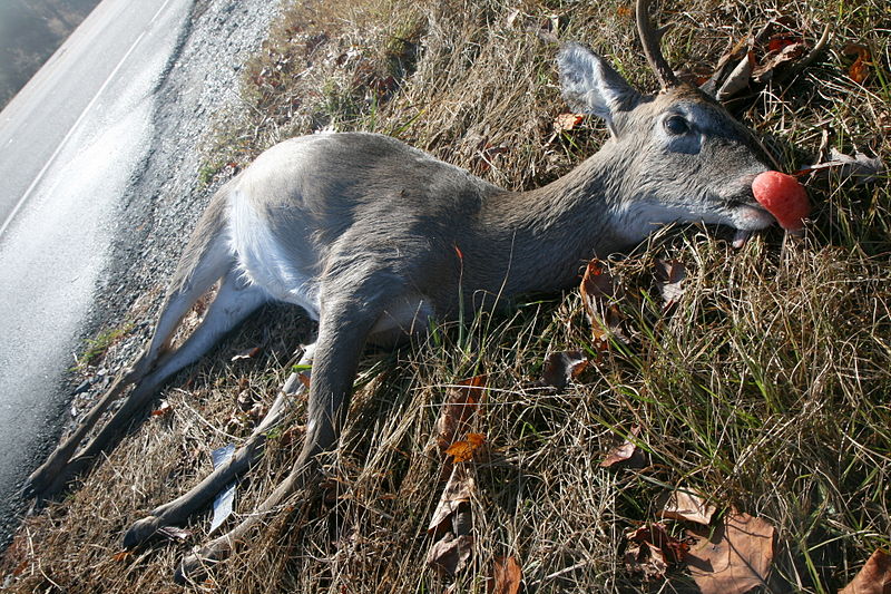 roadkill-deer-wisconsin