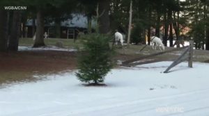 three-albino-deer-wisconsin