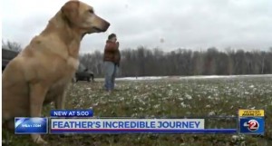 three-legged-wisconsin-hunting-dog