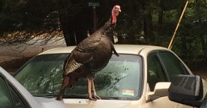 turkey-on-hood-of-car-new-jersey