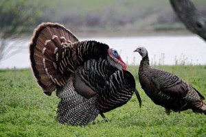 turkeys-courtship-behavior