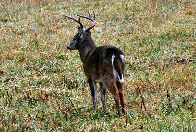 whitetail-buck-vermont