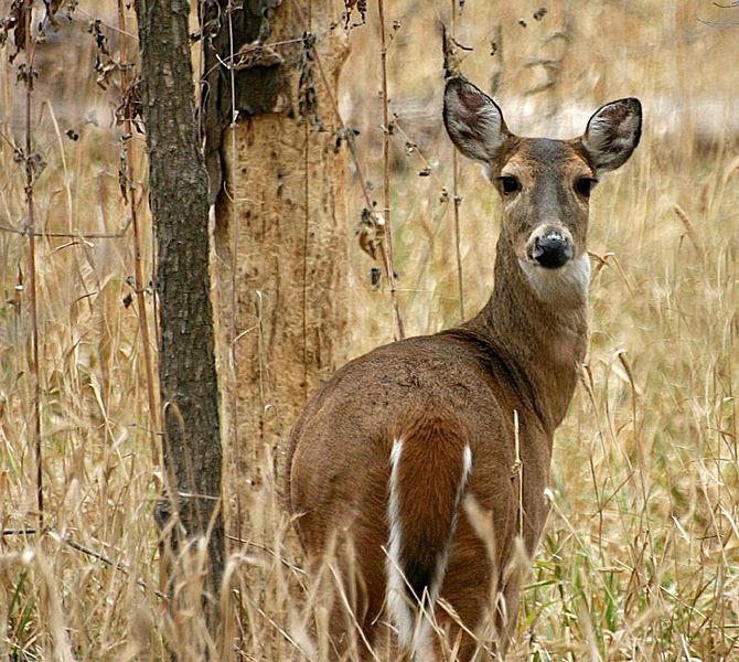 whitetail-deer-alabama