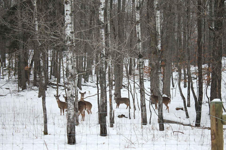 whitetail-deer-new-york