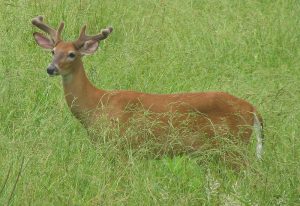 whitetail-deer-wisconsin
