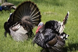 wild-turkey-hunting