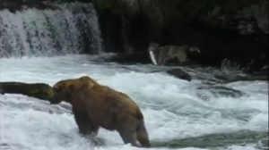 wolf-catches-fish-before-bear