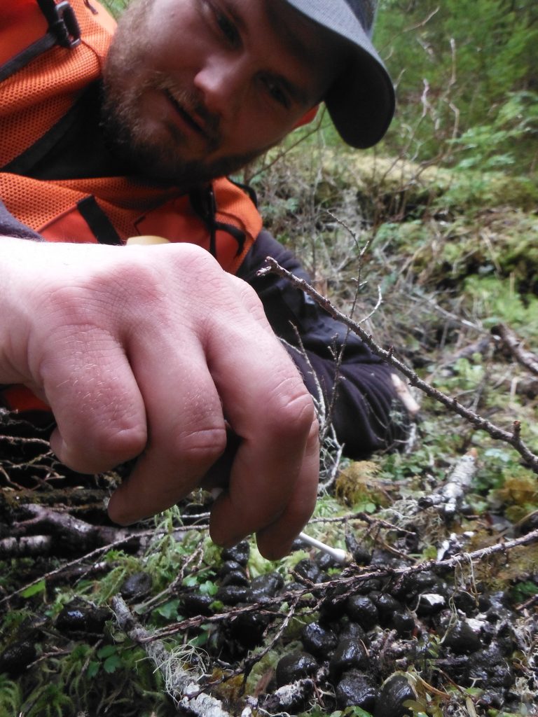 alaska-wildlife-biologist-examines-deer-droppings