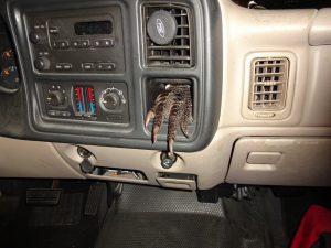 alligator-foot-stuffed-in-ashtray-of-florida-pickup-truck