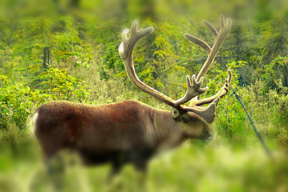 bathurst-caribou-northwest-territories