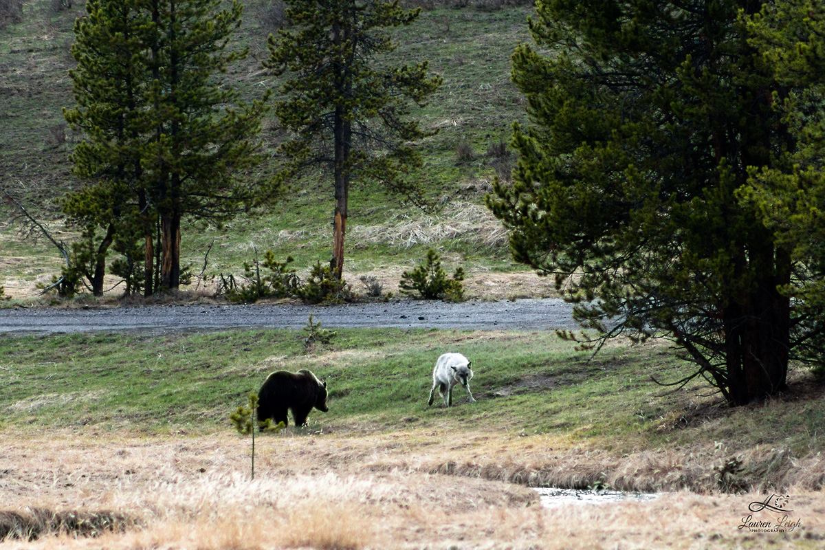 bear-chases-wolf-away-from-carcass