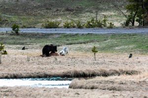 bear-gets-agressive-toward-wolf-yellowstone