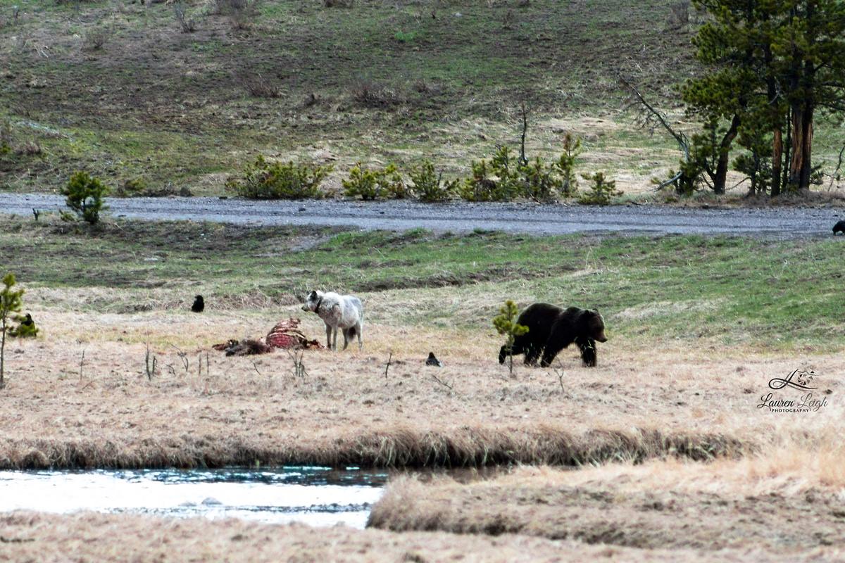 bear-retreats-from-wolf-yellowstone