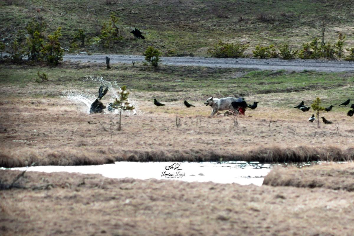 bear-trips-into-water-after-wolf-chases