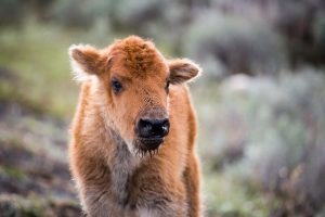 bison-calf-euthanized-yellowstone-national-park
